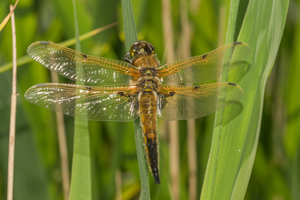 Four-spotted chaser dragonfly