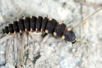 Glow worm larvae