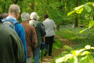 Woodland walk