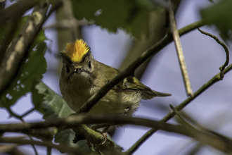 Goldcrest