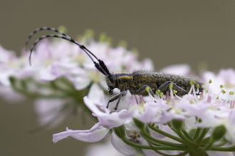 A golden-bloomed grey longhorn beetle resting on a pink flowerhead