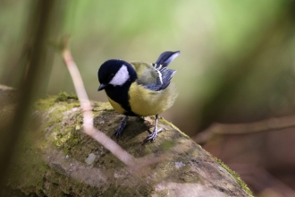 Great Tit