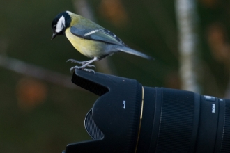 Great tit on camera
