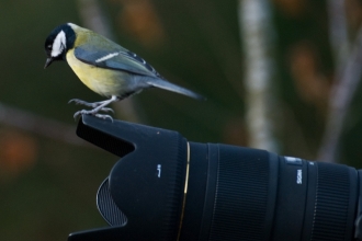 Great tit on camera