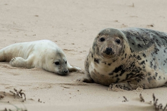 Grey seals