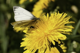 Green-veined white butterfly on dandelion