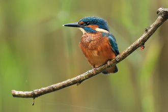 Kingfisher