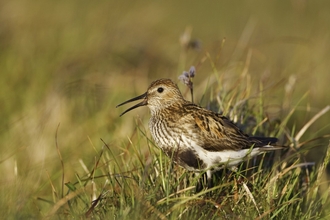 Dunlin
