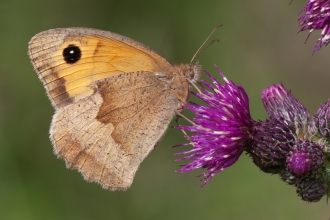 Meadow brown