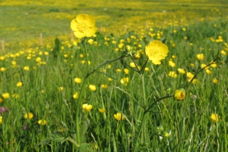 Meadow buttercup