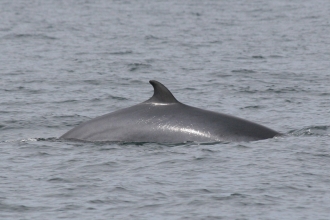 Minke Whale