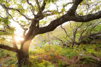 Woodland