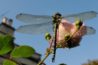 Dragonfly