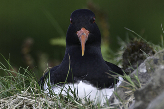 Oystercatcher