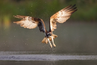 Osprey