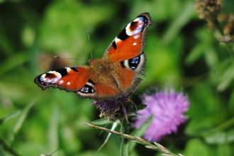 Peacock butterfly