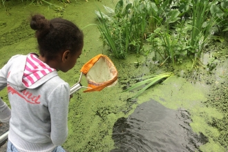 Pond dipping
