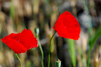 poppies