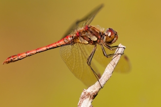 Common darter dragonfly