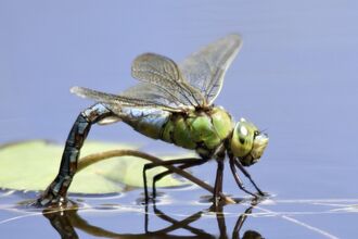 Emperor dragonfly