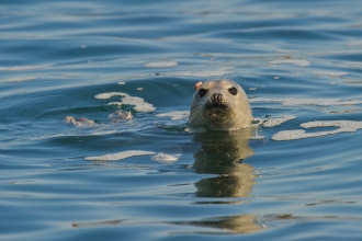 Seal