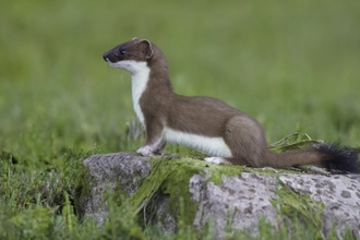 Stoat