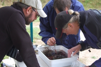 Sea dip sample