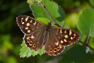 Speckled wood