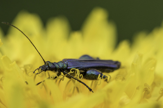 Swollen thighed beetle
