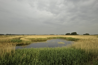 Reedbed