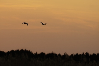 Lakenheath Fen RSPB Reserve, Suffolk