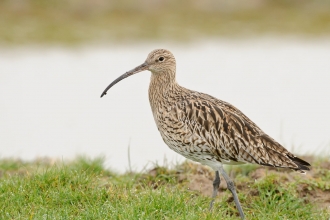 Curlew
