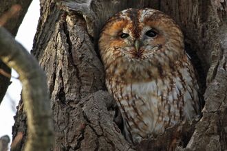 Tawny owl