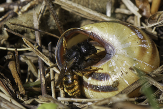 A red-tailed mason bee entering her nest in an empty snail shell. She is a small, slim black bee with a fuzzy orange abdomen