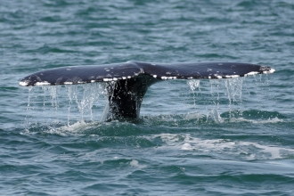 Whale