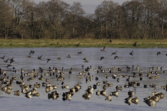 Wigeon