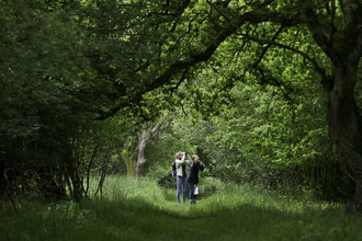 Woodland walk