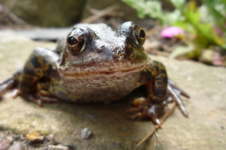 Common frog