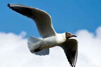 Black-headed gull
