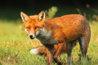 Fox