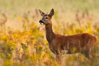 Roe deer