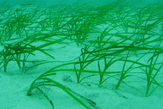 Sea grass