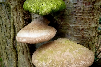 Fungi on birch