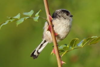 Long-tailed tit