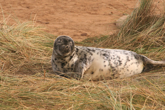 Grey seal pup