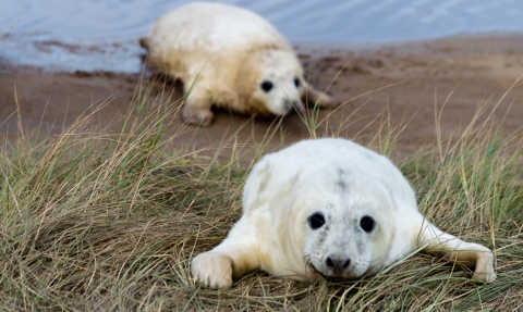 Seal pup Donna Nook