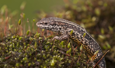 Common lizard