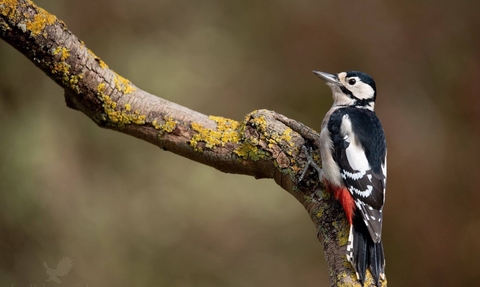 Great Spotted Woodpecker