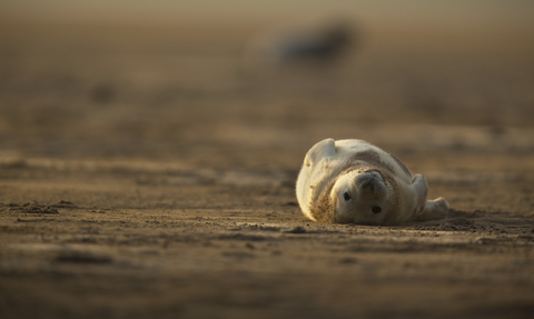 Grey seal