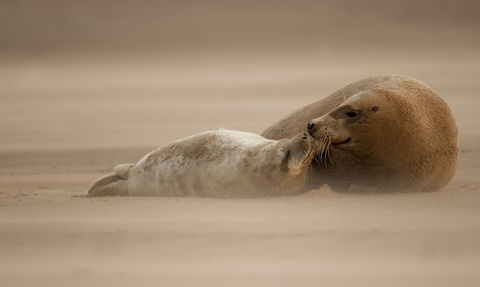 Grey seals